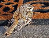 Brown Creeper_DSCF01282